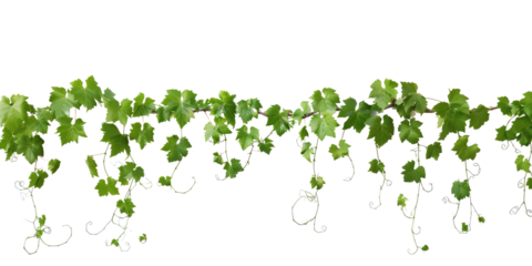 Grape leaves vine plant branch with tendrils in vineyard, isolated on transparent background