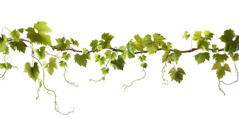 Grape leaves vine plant branch with tendrils in vineyard, isolated on transparent background - obrazy, fototapety, plakaty