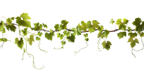 Grape leaves vine plant branch with tendrils in vineyard, isolated on transparent background