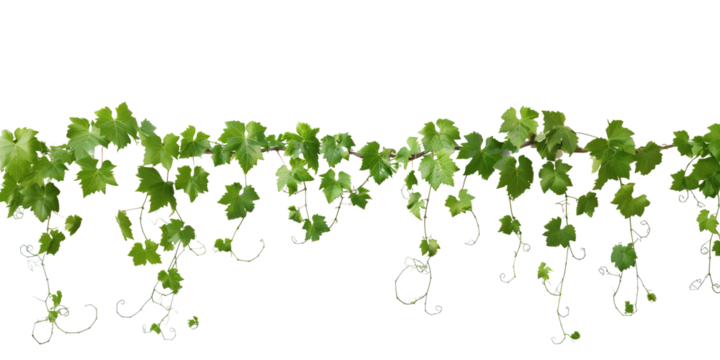 Grape leaves vine plant branch with tendrils in vineyard, isolated on transparent background
