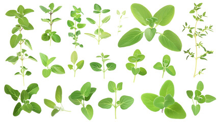 Set of healthy herbs elements, Fresh marjoram , isolated on transparent background - obrazy, fototapety, plakaty