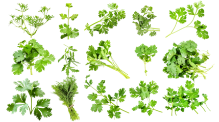 Set of healthy herbs elements, Fresh cilantro , isolated on transparent background