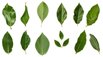 et of healthy herbs elements, Fresh bay leaf, isolated on transparent background