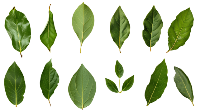 et of healthy herbs elements, Fresh bay leaf, isolated on transparent background