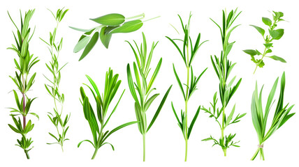Set of healthy herbs elements, Fresh tarragon, isolated on transparent background - obrazy, fototapety, plakaty