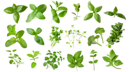 Set of healthy herbs elements, Fresh  mint , isolated on transparent background