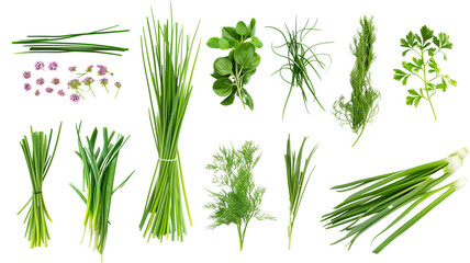 Set of healthy herbs elements,   Fresh chives , isolated on transparent background - obrazy, fototapety, plakaty