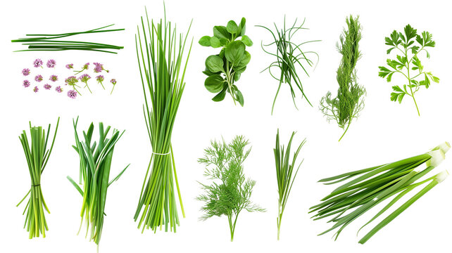Set of healthy herbs elements,   Fresh chives , isolated on transparent background