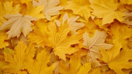 Naklejka na ściany i meble Vivid Autumn Maple Leaves Texture