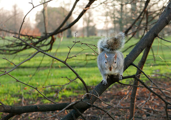 Inquisitive grey squirrel perched on a bare tree branch in winter and looking directly at camera. London, United Kingdom.
