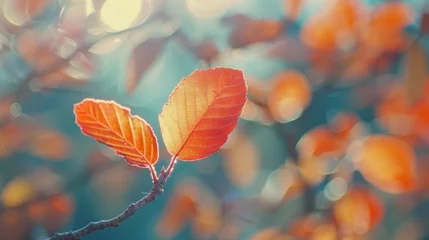 Fotobehang Autumn Leaves Glowing in Morning Light © red_orange_stock