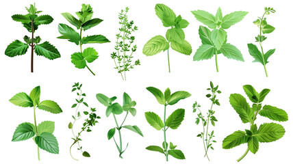 Set of healthy herbs elements, Fresh peppermint, isolated on transparent background - obrazy, fototapety, plakaty