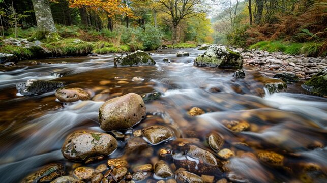 stream in the forest