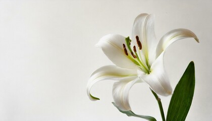 Isolated white lily against a plain background with space for text