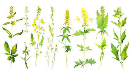 Fototapeta na wymiar Set of healthy herbs elements, Fresh agrimony , isolated on transparent background