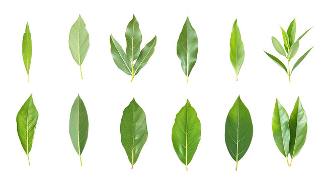 et of healthy herbs elements, Fresh bay leaf, isolated on transparent background