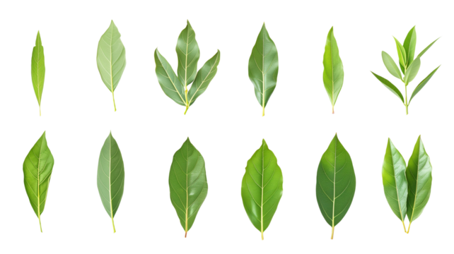 et of healthy herbs elements, Fresh bay leaf, isolated on transparent background