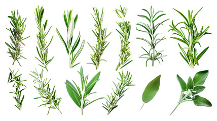 Fototapeta premium Set of healthy herbs elements, Fresh rosemary , isolated on transparent background