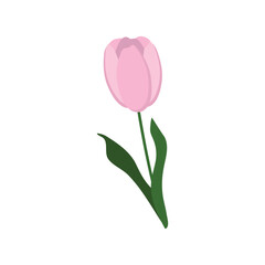 Vector illustration of a pink tulip on a white background.