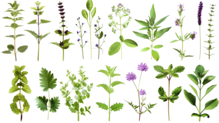 et of herbs and plants, isolated on transparent background