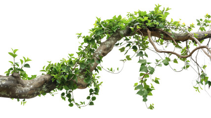 Messy jungle vines liana plant climbing hanging on jungle tree trunk and twisted around tree branch, isolated on transparent background.