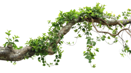 Messy jungle vines liana plant climbing hanging on jungle tree trunk and twisted around tree branch, isolated on transparent background.