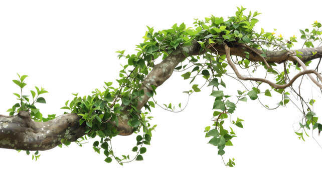 Fototapeta Messy jungle vines liana plant climbing hanging on jungle tree trunk and twisted around tree branch, isolated on transparent background.