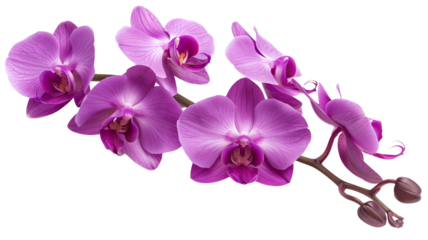 Tropical beautiful purple orchid flowers, isolated on transparent background.