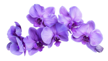 Tropical beautiful purple orchid flowers, isolated on transparent background.