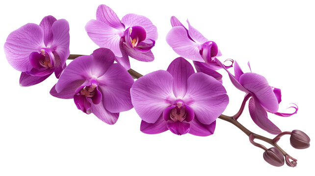 Tropical beautiful purple orchid flowers, isolated on transparent background.