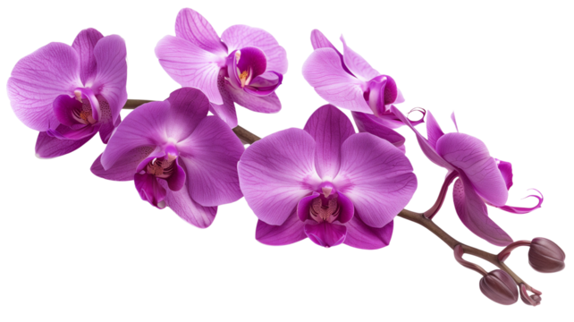 Tropical beautiful purple orchid flowers, isolated on transparent background.