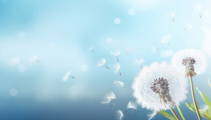 Dandelion on blue background flying