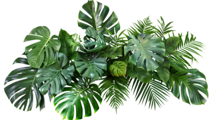 Tropical vibes plant bush floral arrangement with tropical leaves Monstera and fern, isolated on transparent background