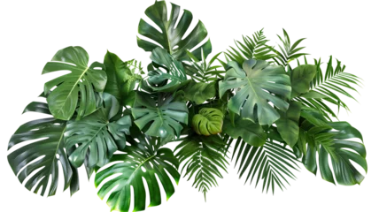 Foto op Aluminium Tropical vibes plant bush floral arrangement with tropical leaves Monstera and fern, isolated on transparent background © MDNANNU