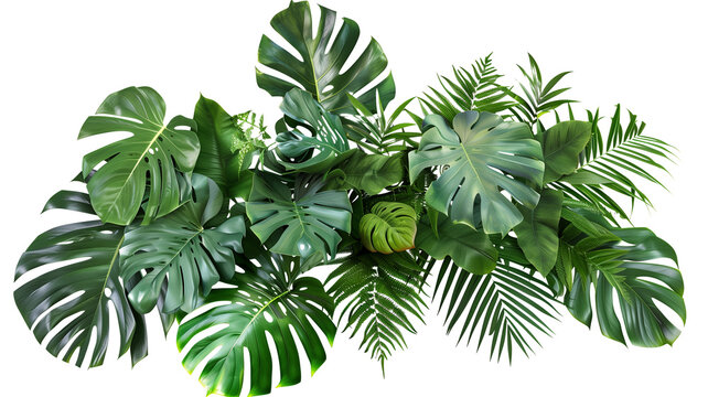 Tropical vibes plant bush floral arrangement with tropical leaves Monstera and fern, isolated on transparent background