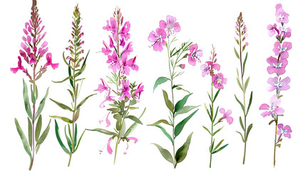Beautiful floral set with watercolor hand drawn summer wild field fireweed flowers, isolated on transparent background.