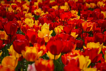 Spring flowers tulips close-up in the garden. Bright multicolored background in the sunlight. Full frame with blurred background. The concept of a holiday, Mother's Day, women's day. Landscaping parks - 766799919