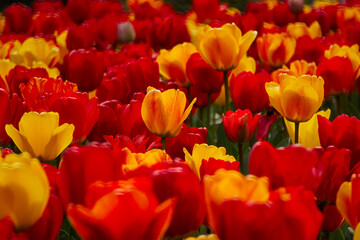 Spring flowers tulips close-up in the garden. Bright multicolored background in the sunlight. Full frame with blurred background. The concept of a holiday, Mother's Day, women's day. Landscaping parks - 766800107
