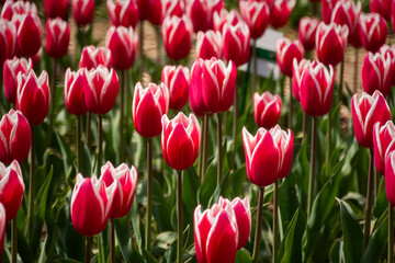 Pink tulips garden close-up in the bright rays of the sun. Delicate spring flowers bloomed in the garden. Natural colorful background of the park. A postcard of delicate flowers. Mother's Day Concept - 766800373