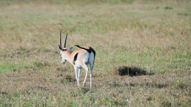 Thomson's Gazelle Walking In The Field In Masai Mara, Kenya. - handheld shot