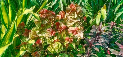 
The Whirl Copper Plant, a botanical marvel, Enchants with its swirling foliage of rich copper...
