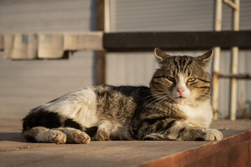 The cat is basking in the sun. Funny striped gray-white kitten enjoys the warm rays of the sun. Street yard cat close-up. The concept of spring, warmth, relaxation and peace. Funny portrait of a pet - 766804780