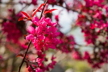 Pink crab apple sunlight. Bright spring blooming background. Spring flowering of apple orchards. Bright pink flowers close-up on a blurry green background. Copy space. Spring banner postcard. March 8