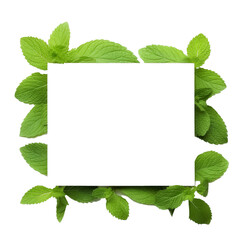 A bunch of green mint leaves are arranged in a row - obrazy, fototapety, plakaty