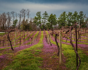 View of Midwestern vineyard on hill early in spring with blooming wildflowers henbit growing between rows; trees in background