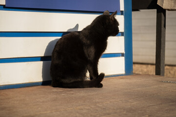 Black street cat portrait in profile. A bright ray of sunlight illuminates the shiny black coat. A well-groomed pet. A serious handsome cat is sitting and basking in the sun. The concept of warm days - 766811790