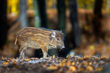 Close baby wild boar in autumn forest - 766812176