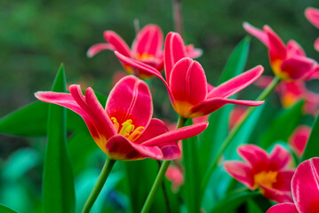 red tulips against green blurred background, essence of spring with a vibrant display of tulips