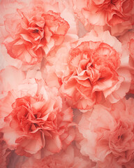 Carnation background