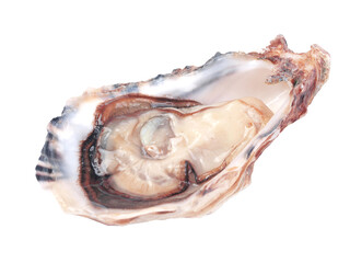 Fresh oyster isolated on white